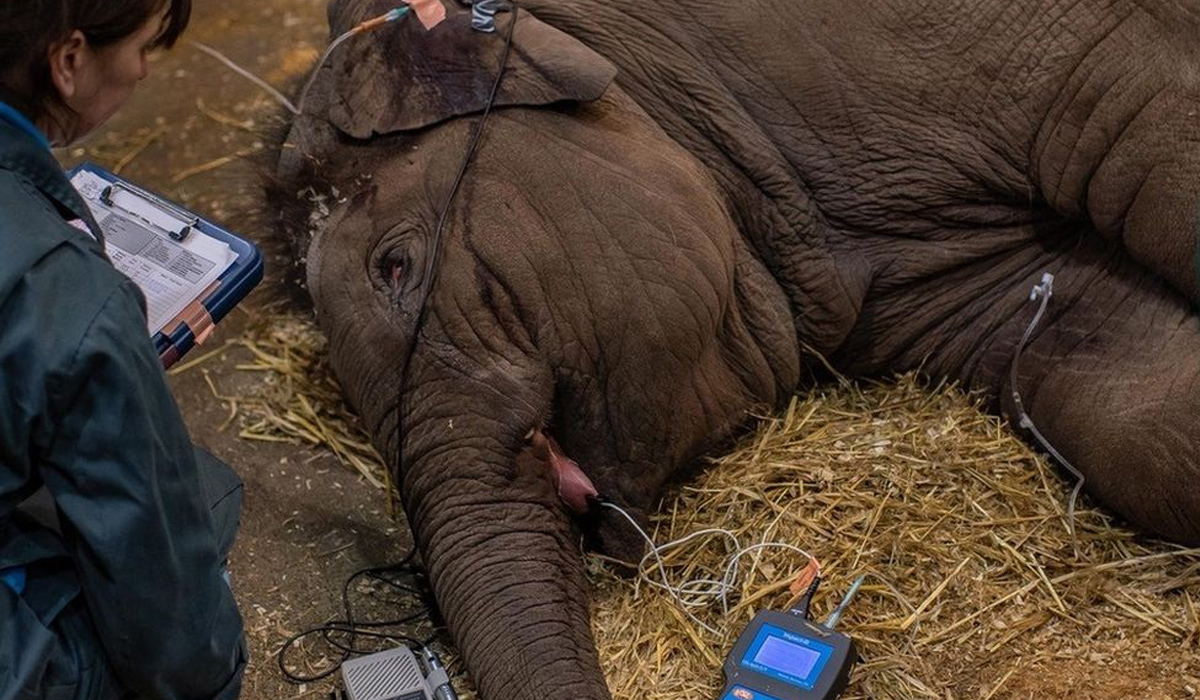 Vaccine trial for killer elephant virus begins